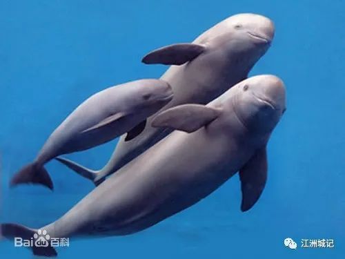 已在地球上生存2500万年,被称作长江生态的"活化石"和"水中大熊猫,仅