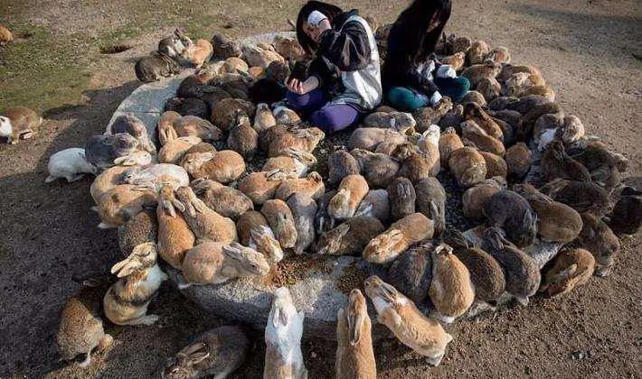 亚洲鲤鱼在美国泛滥成灾,那我国有外来物种入侵问题吗