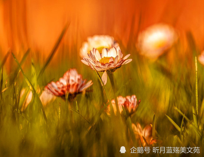 相见恨晚的简谱_彭佳慧相见恨晚(2)