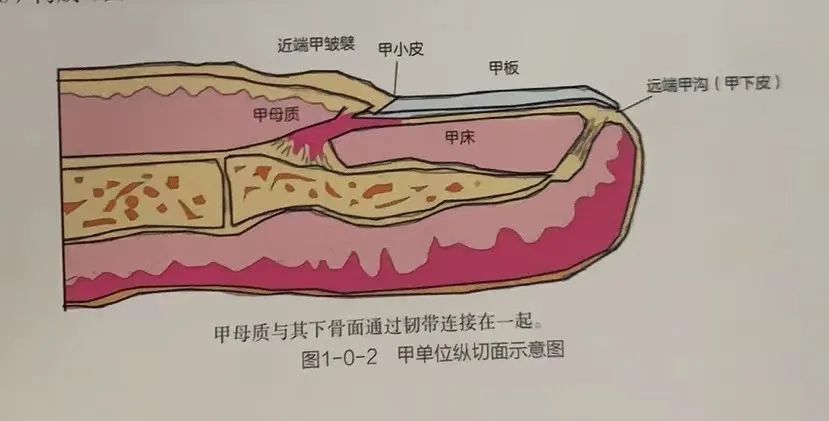 所以,如果出现这样的横沟,仅代表你的身体曾经出现过问题,而不是现在