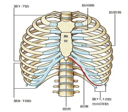 q1 我们的肋骨有12对,前1-7根真肋,借助软骨与胸骨相连接,8-10肋骨叫