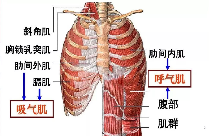 瘦身后遗症你的肋骨外翻了吗