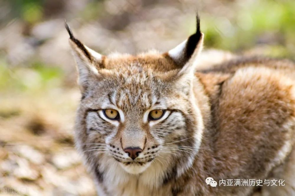 号称"长白山杀手"的大猞猁 捕食野猪时竟然不怕公猪怕