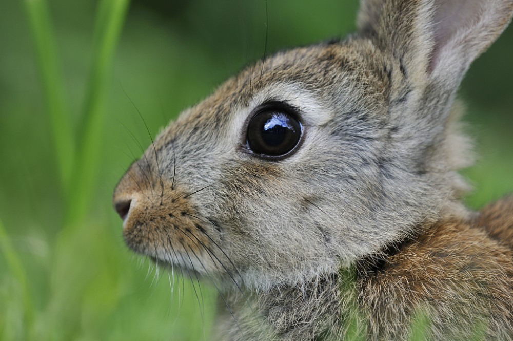 兔子眼睛发炎时不可喂食容易上火的食物,这样容易增加兔子的负担.