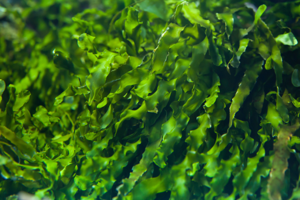 海藻,是生长在海洋里的一类特殊的植物,它们不能明显区分自己的根,茎