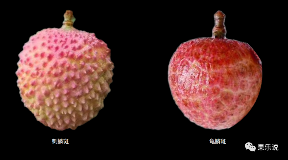 鳞斑类型荔枝鳞斑物的类型:每一个荔枝果皮均有鳞斑状突起现象,有的