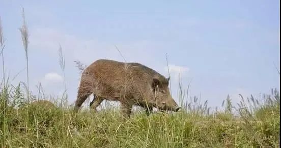 担心野猪拱白菜——无谓的阶层焦虑