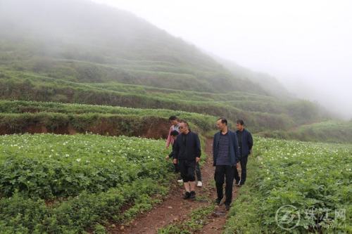 宣威宝山:马铃薯产业助力乡村振兴