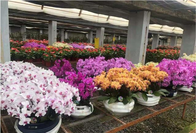 石家庄市128个花卉品种将亮相中国花博会