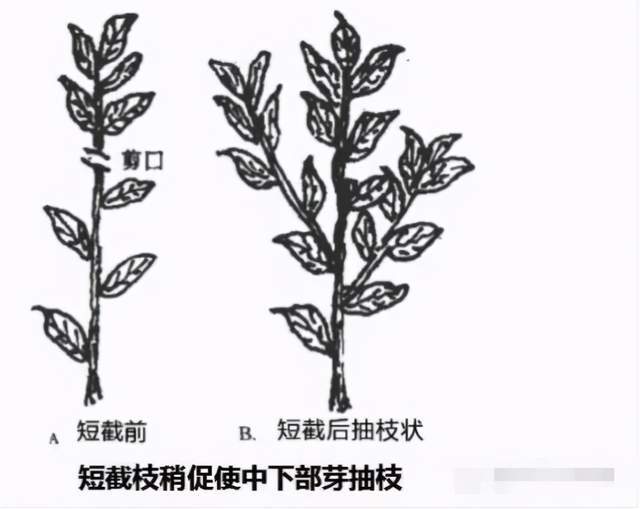 柑橘十大整形修剪手段送上!赶紧转发
