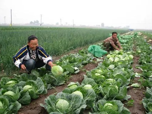 卷心菜种植技术与管理方案