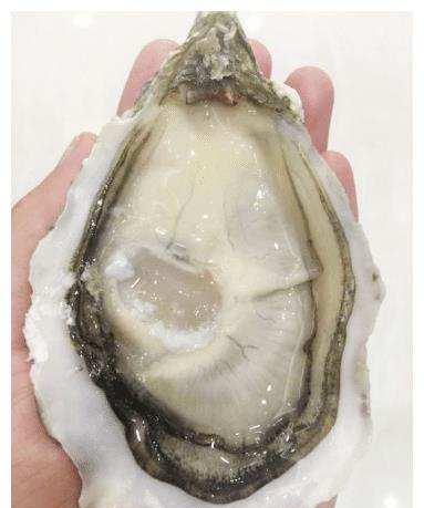 生蚝和牡蛎长得一模一样,为什么会有如此大的区别?看完明白了