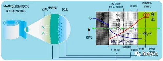 硝化菌等好氧菌可以在生物膜溶解氧浓度较高的区域进行硝化过程,反硝