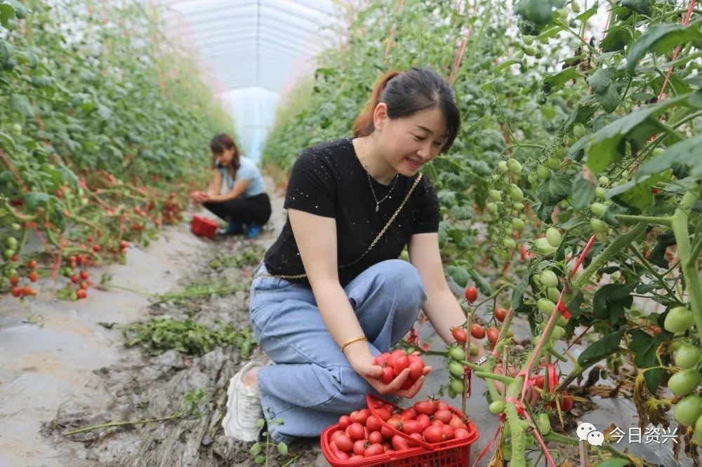 的圣女果进入大棚内种植基地山清水秀青青草原水果主题采摘圣女果已进