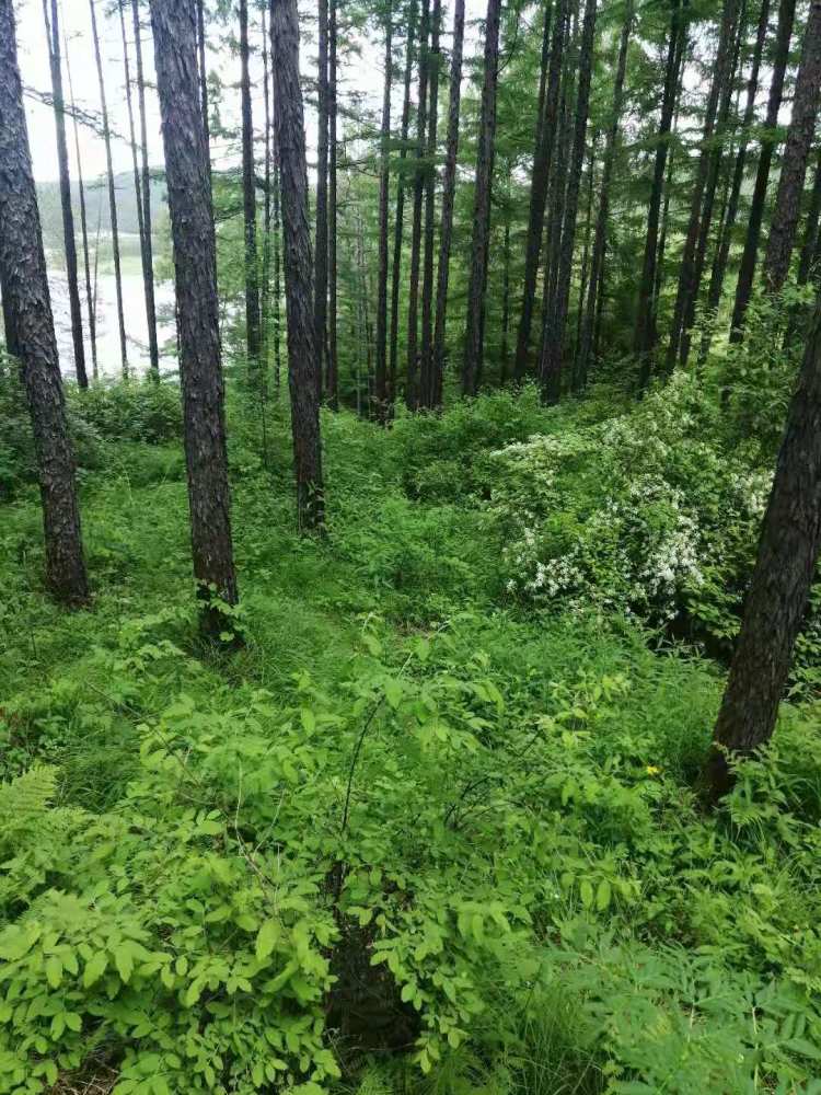 东北大森林里的蕨菜