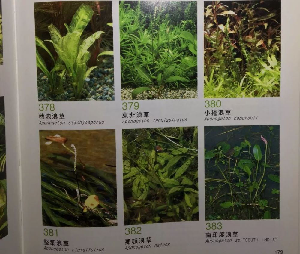 见过水草,但你见过水草开花吗?