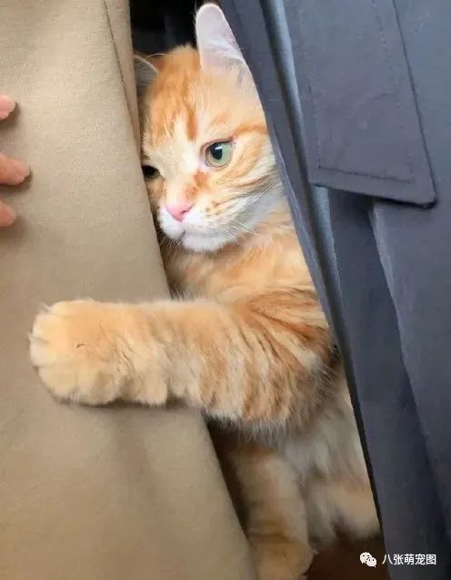 猫躲在衣柜里,被找到后就是不肯出来,还一脸的委屈,爱