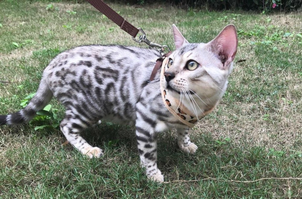 孟加拉豹猫遗传繁育配种基因型 金豹银豹雪豹