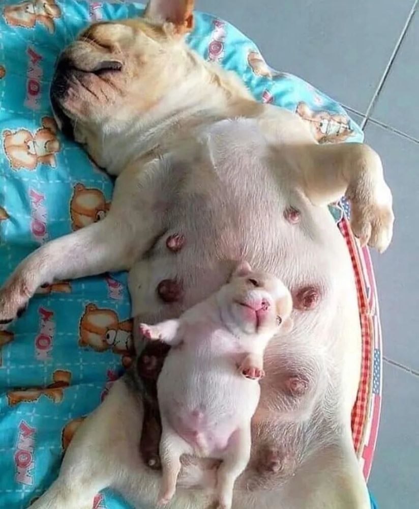 外网分享了一波家里狗狗第一次当妈妈的照片,网友被萌翻:狗妈超骄傲了