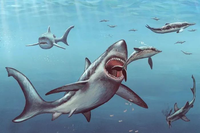 新研究:巨齿鲨比以前想象的还要大,体长可达20米!