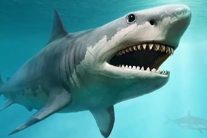 作为有史以来最大的食肉动物之一,巨齿鲨曾在海洋中恣意悠游千万年且