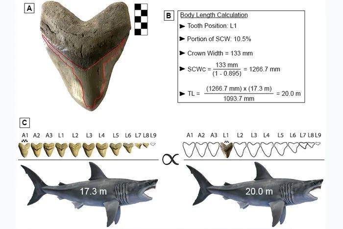 新研究:巨齿鲨比以前想象的还要大,体长可达20米!