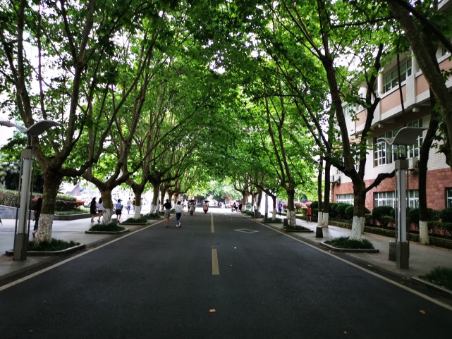 四川省雅安市最美街道:川农大梧桐大道