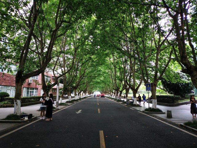 四川省雅安市最美街道:川农大梧桐大道