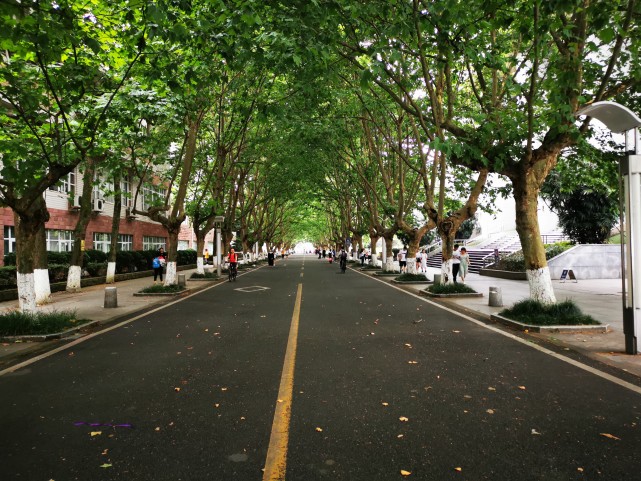 四川省雅安市最美街道:川农大梧桐大道