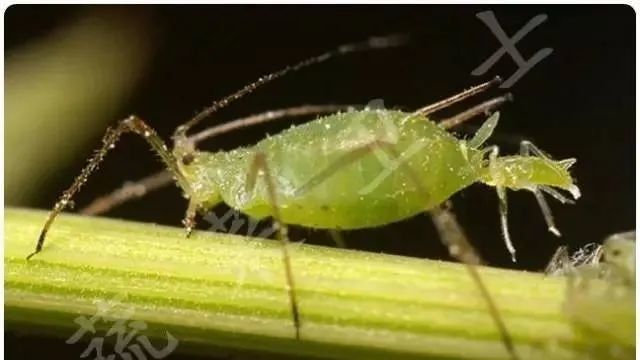 紧急今年蚜虫将大爆发会变形的蚜虫难以想象的强大