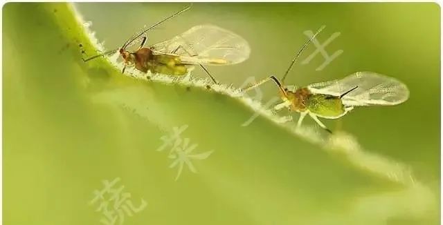 今年蚜虫将大爆发,会变形的蚜虫,难以想象的强大