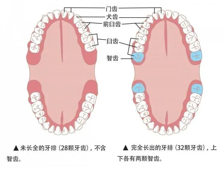 智齿通常位于牙弓最后方,上下左右共4颗.