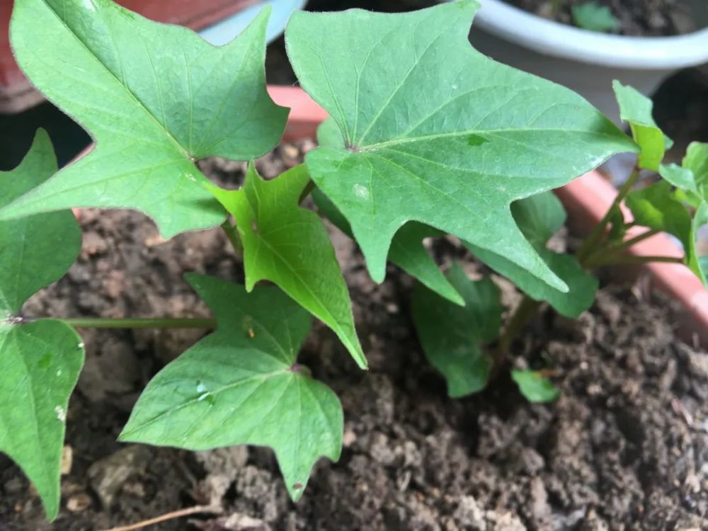 盆栽红薯叶地瓜叶的种植方法