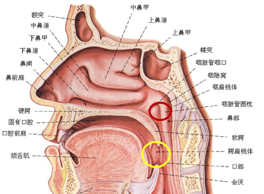 鼻咽部:腺样体肥大,鼻咽部新生物等; 3.