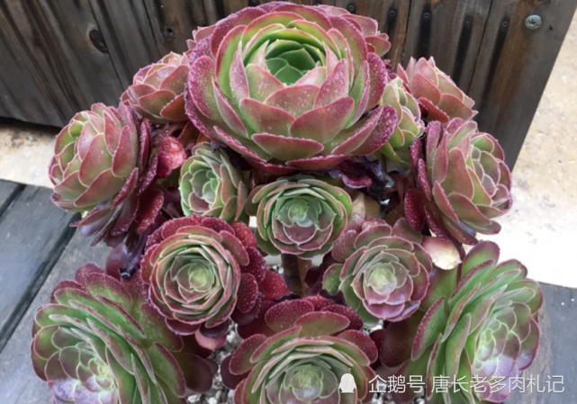 荷兰玫瑰法师