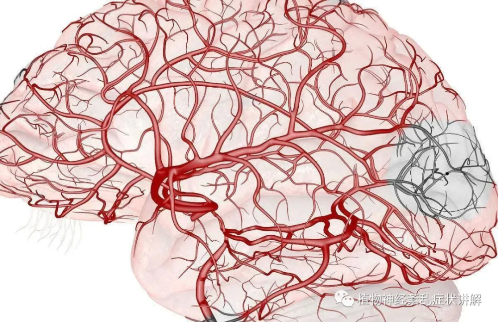 脑动脉硬化使脑血管内径变小,脑内血流下降,产生脑供血,供氧不足,引起