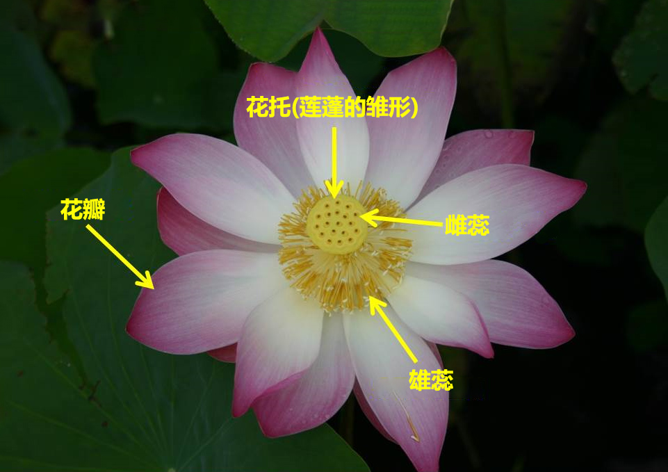 荷花图解,最内为它的圆锥形花托 (图片来源spiritual botany)