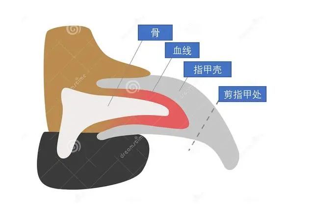 狗狗的指甲从外到里是由无神经的指甲壳(我们可以剪的部分,充满神经