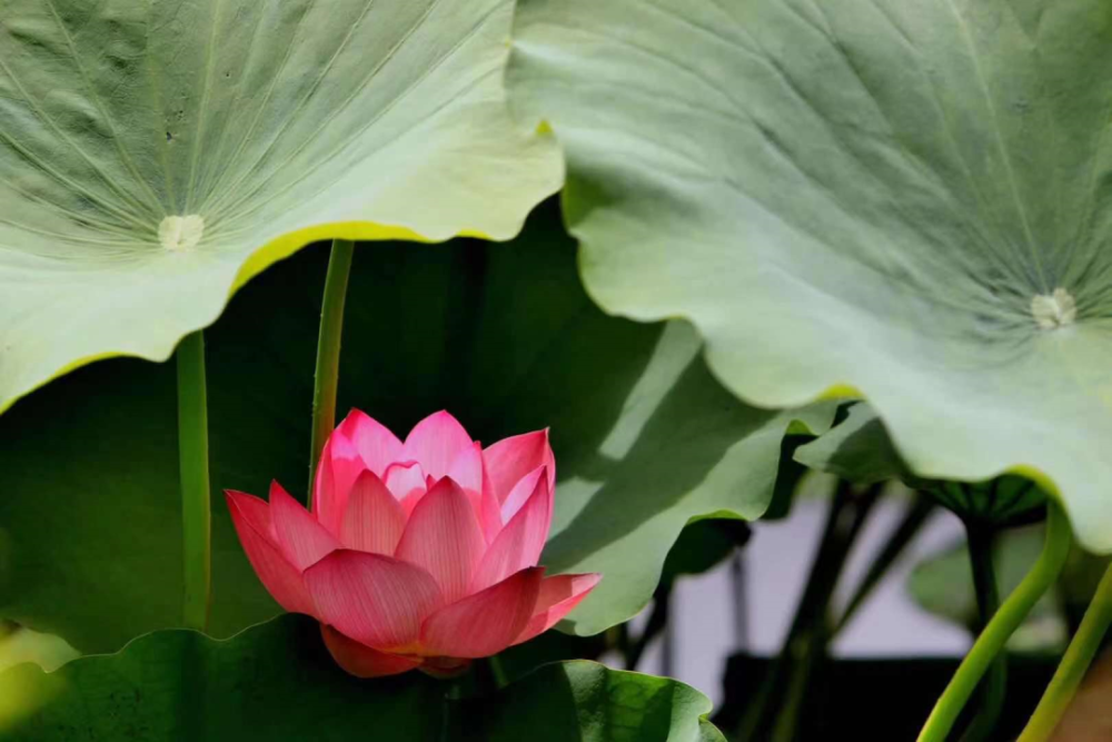 那雨水便如一股清泉泻入池中 荡起心中千层波 ▲摄影/彦图燕语 夏雨