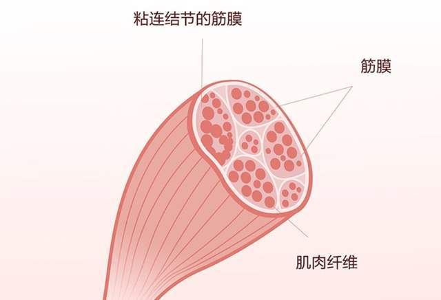 金莎按摩过度导致筋膜黏连,在康复过程中,需要注意这些!