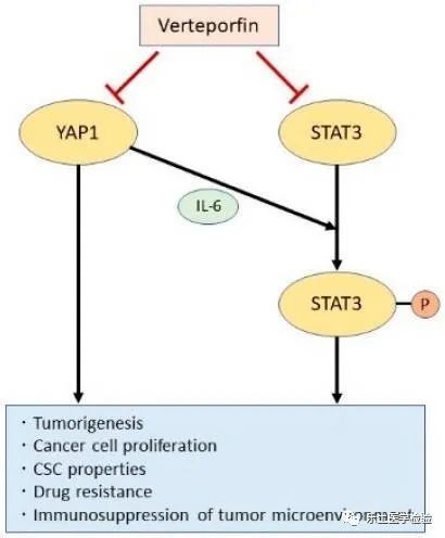 kmt1a-gata3-stat3信号通路