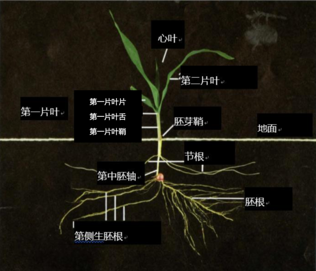 三叶期玉米植株解剖图,显示了叶子依照它们在完整植株上连续交替(从