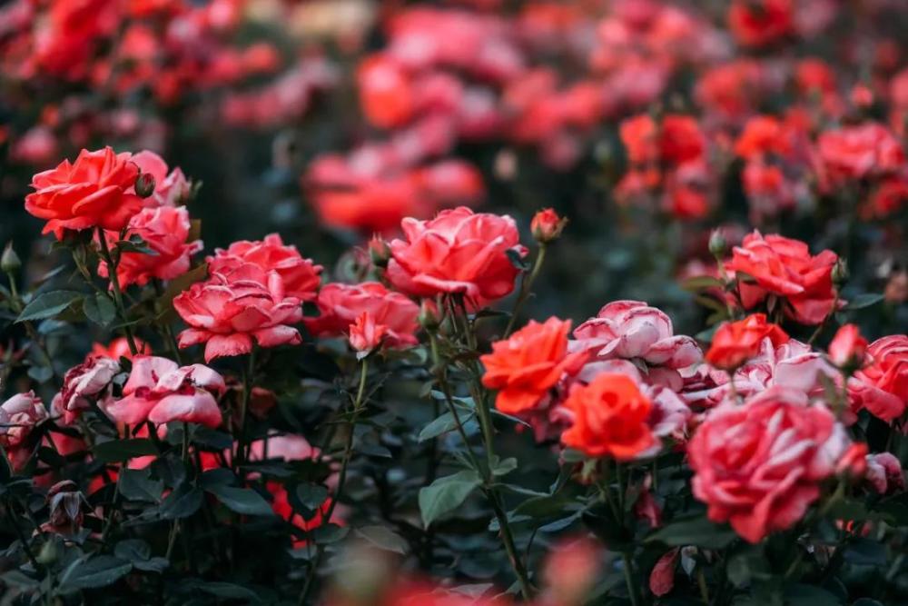 【国外案例】保加利亚玫瑰:传遍全球的爱情