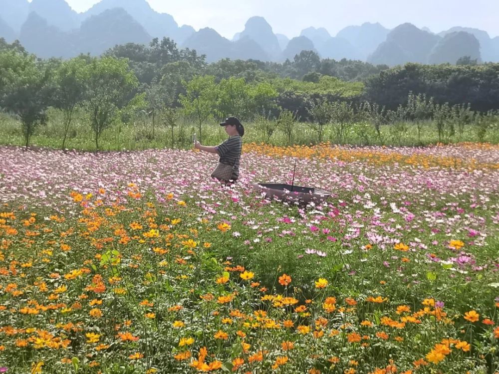 【财经关注】兴义万峰林:格桑花儿开,游客"闻香"来