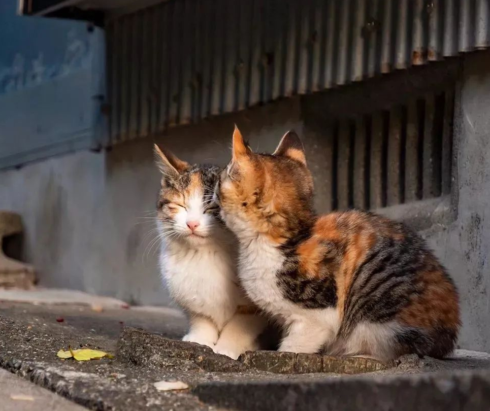 来康康猫咪在古代的名字