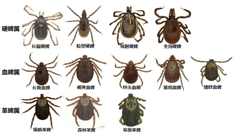 据介绍,蜱虫分为硬蜱和软蜱两种.