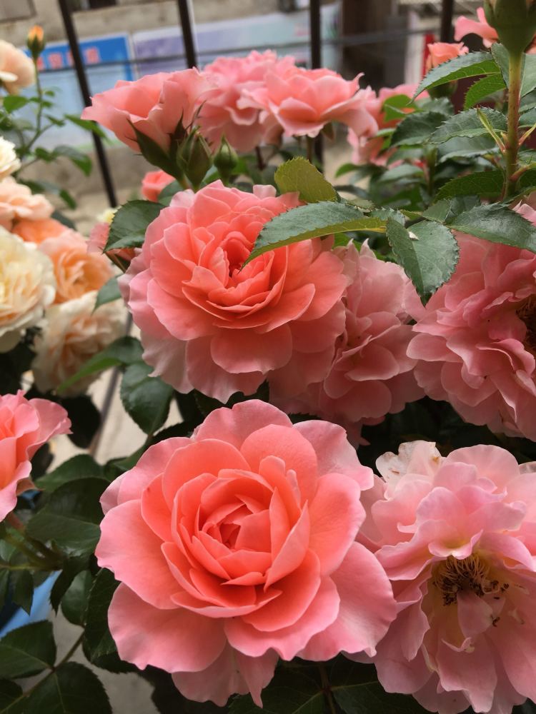 芳香王阳台