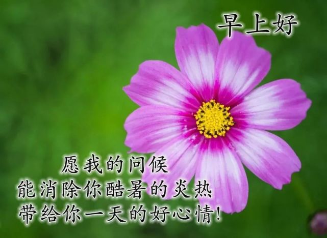 8张非常好看的早安问候图片带字推荐,夏天早上好图片好句子