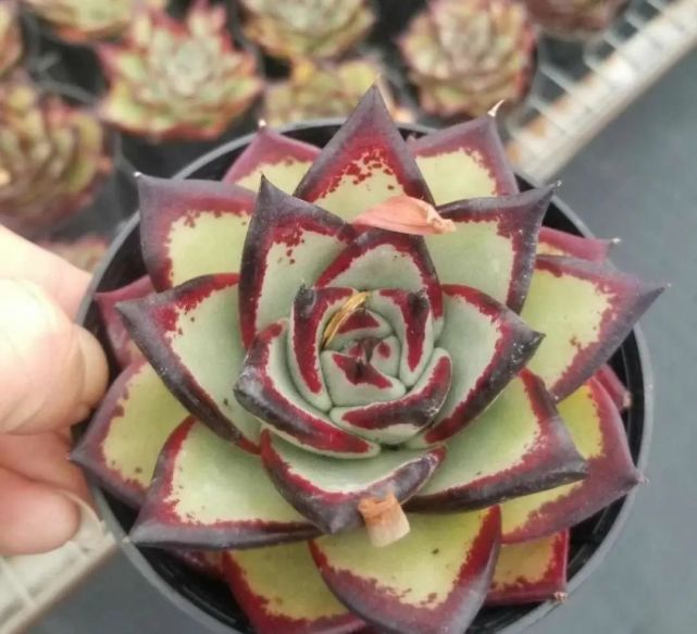 多肉乌木,用大盆种,还是用小盆种?大盆种出来的乌木更霸气