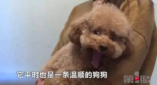 重庆汪星人快成精!它有一项特异功能